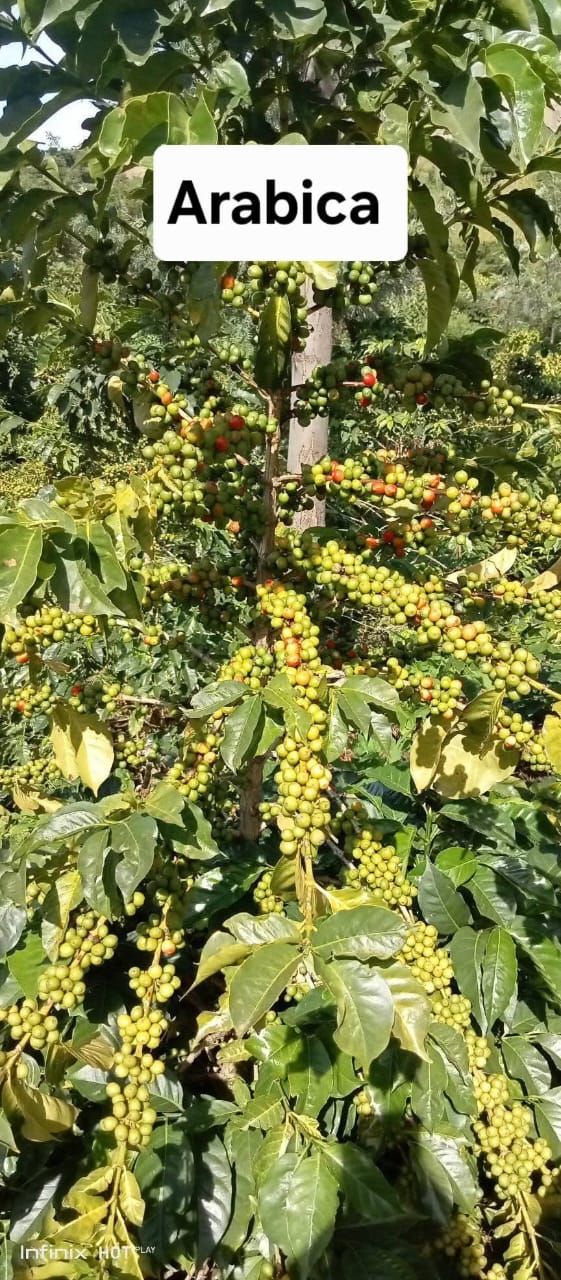Arabica coffee plantation with green cherries